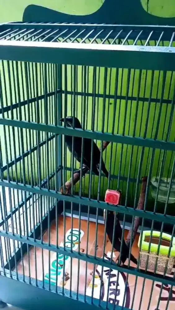 Camperling isian banyak gcoran