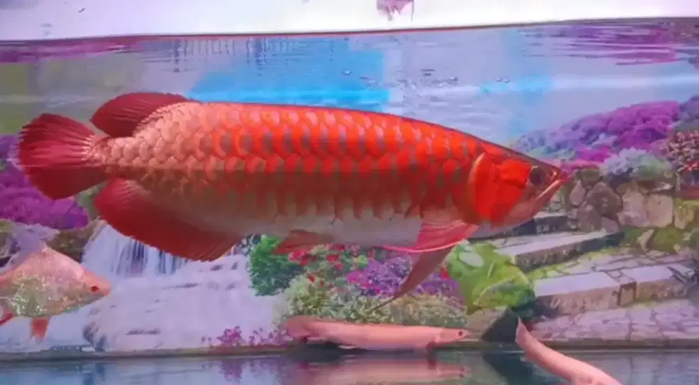 Arowana Super Red ITL size 45cm