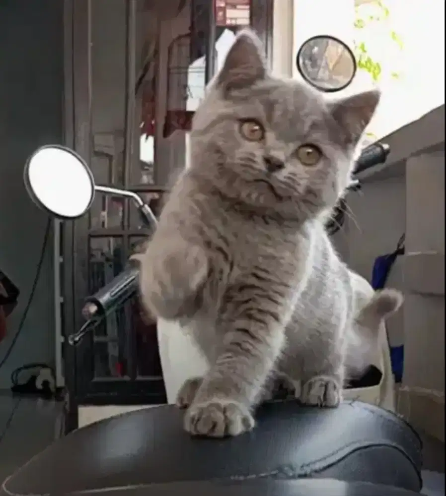 BSH Blue Solid Jantan