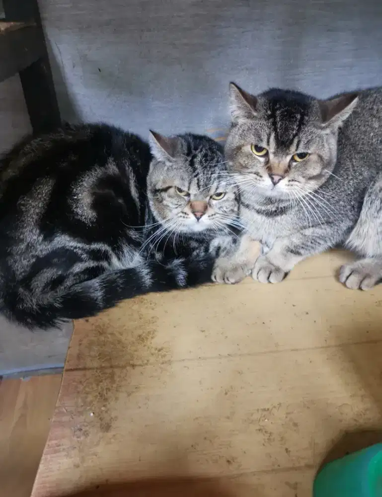 Kucing BSH mix Scotish sangat Lucu