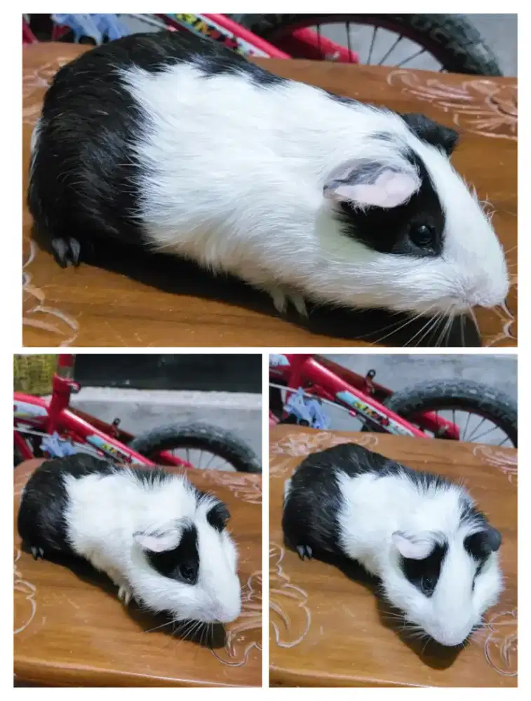 Marmut indukan jantan jinak