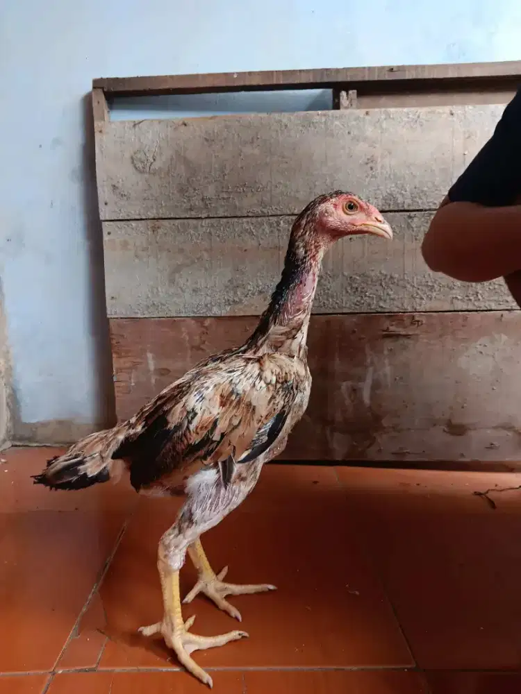 Ayam bangkok betina (brazillian x shamo)