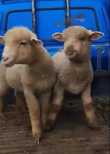 sepasang anakan bibit domba merino super 4 bln siap piara hobby2an top