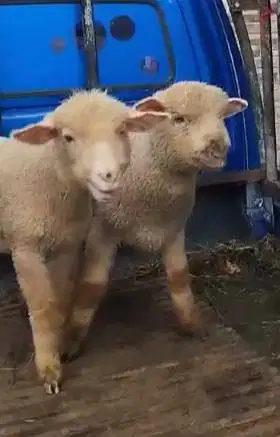 sepasang anakan bibit domba merino super 4 bln siap piara hobby2an top