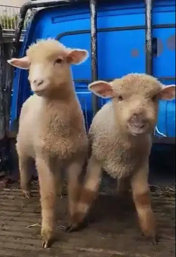 sepasang anakan bibit domba merino super 4 bln siap piara hobby2an top