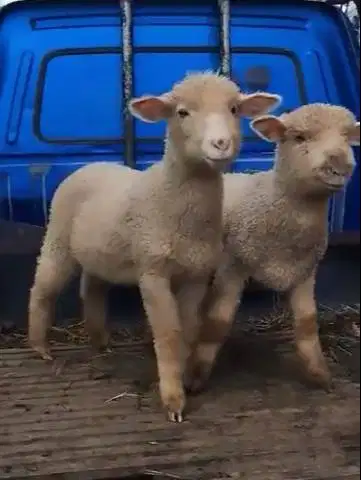 sepasang anakan domba hias merino super 4 bulanan 1 jantan 1 betina ok