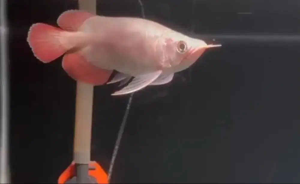 Arowana Super Red SB size 20cm