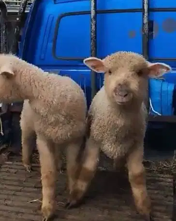 sepasang anakan domba merino super 1 jantan 1 betina 4bulanan superan