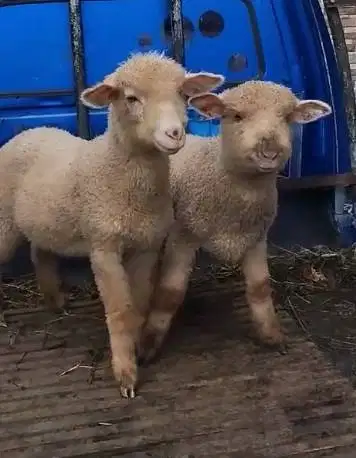 sepasang anakan domba merino super 1 jantan 1 betina 4bulanan superan