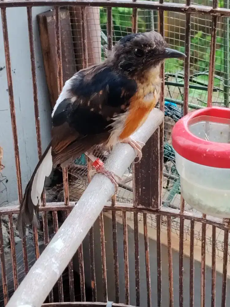 Murai batu trotol usia 4 bln up