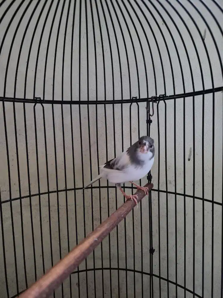 Kenari af panda gacor kenari gacor kenari panda af gacor masteran