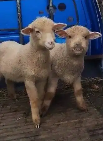 sepasang anakan domba merino super 4 bulanan exotik unik rawatan puas