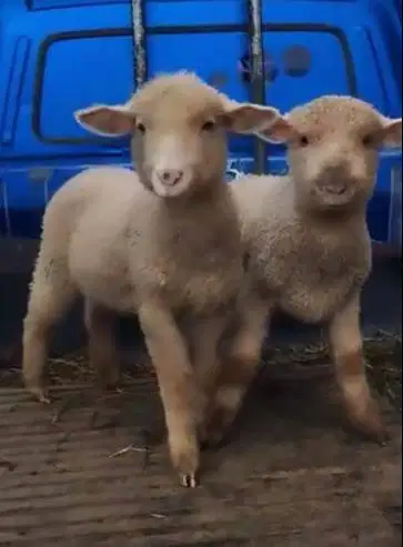 sepasang anakan domba merino super 4 bulanan exotik unik rawatan puas