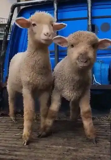 sepasang anakan domba merino super 4 bulanan exotik unik rawatan puas