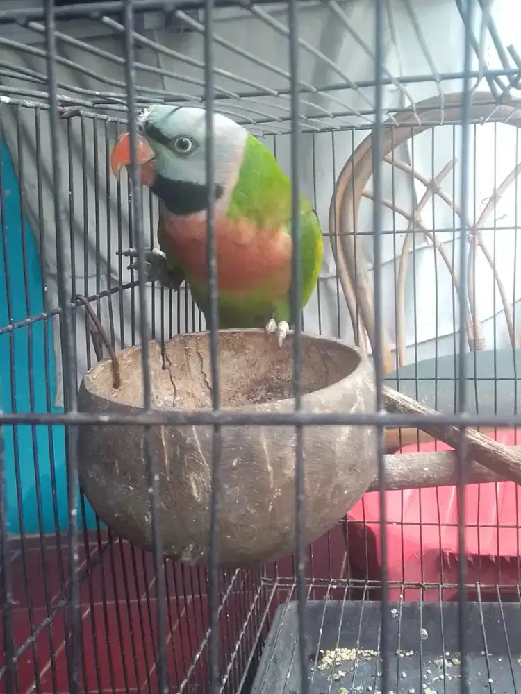 LOVEBIRD WARNA SEMI JINAK KTP JANTAN 1,5 FULSET