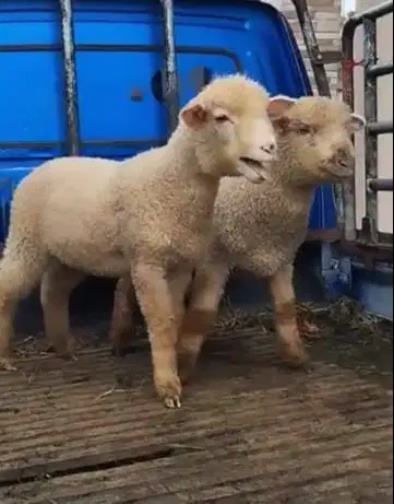 sepasang anakan domba hias merino super 4 bulanan exotik unik rawatan