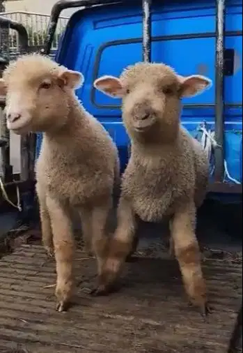 sepasang anakan domba hias merino super 4 bulanan exotik unik rawatan