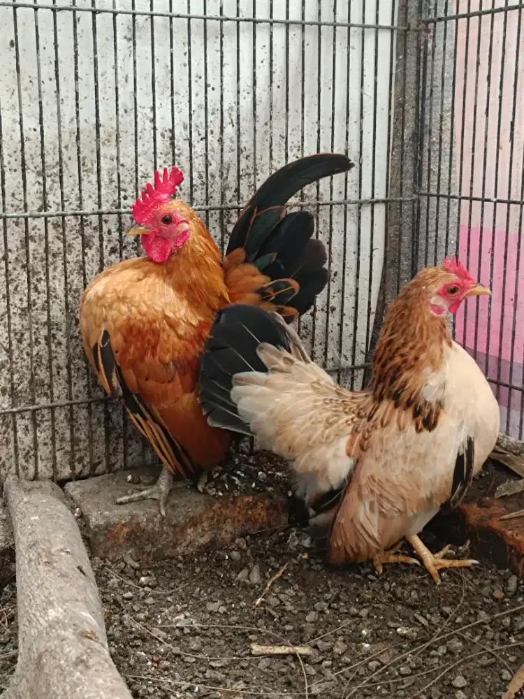 Ayam serama sepasang