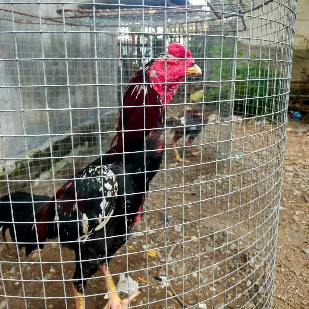 Di jual ayam nilai sendiri dan nego di kandang