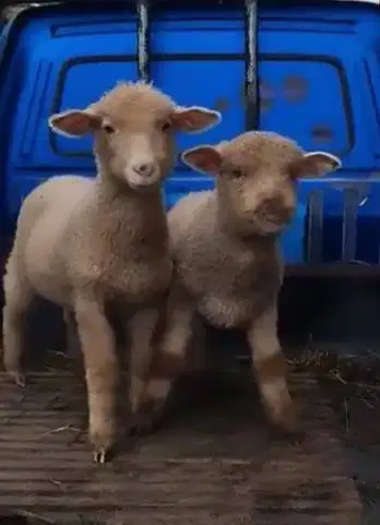 sepasang anakan domba hias merino 4 bulanan superan unik jinak lucu2