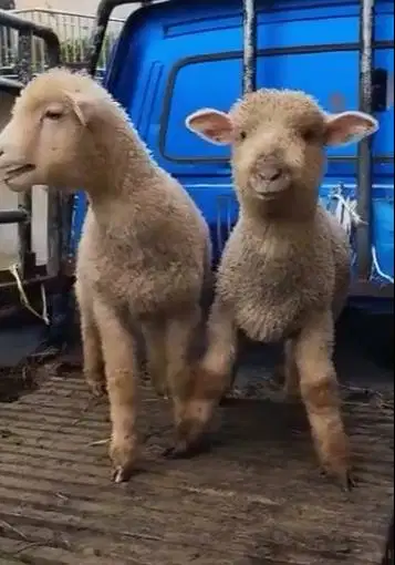 sepasang anakan domba hias merino 4 bulanan superan unik jinak lucu2