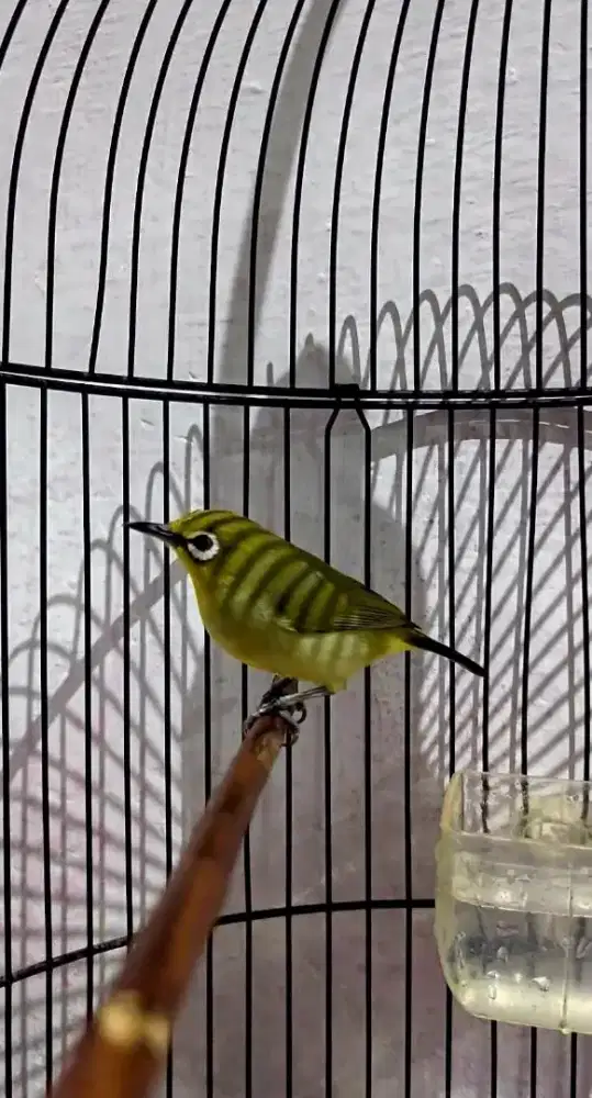 Burung Kacamata Pleci