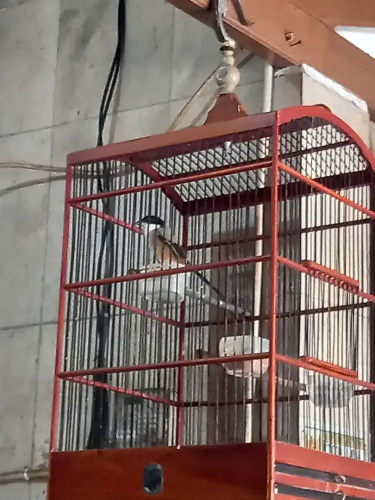 Pentet jatim gacor ex masteran fullset