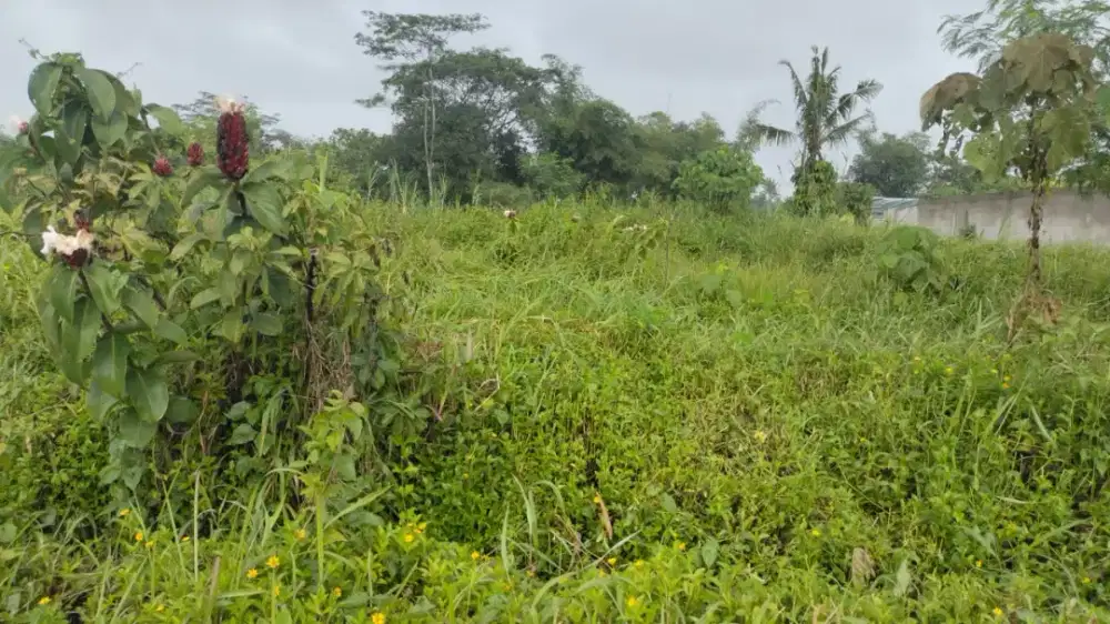 Disewakan tanah cocok untuk pertanian dan perkebunan jl palagan km 14