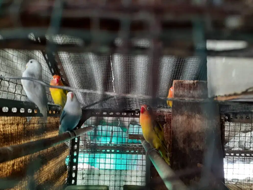 Burung lovely bird unik cantik