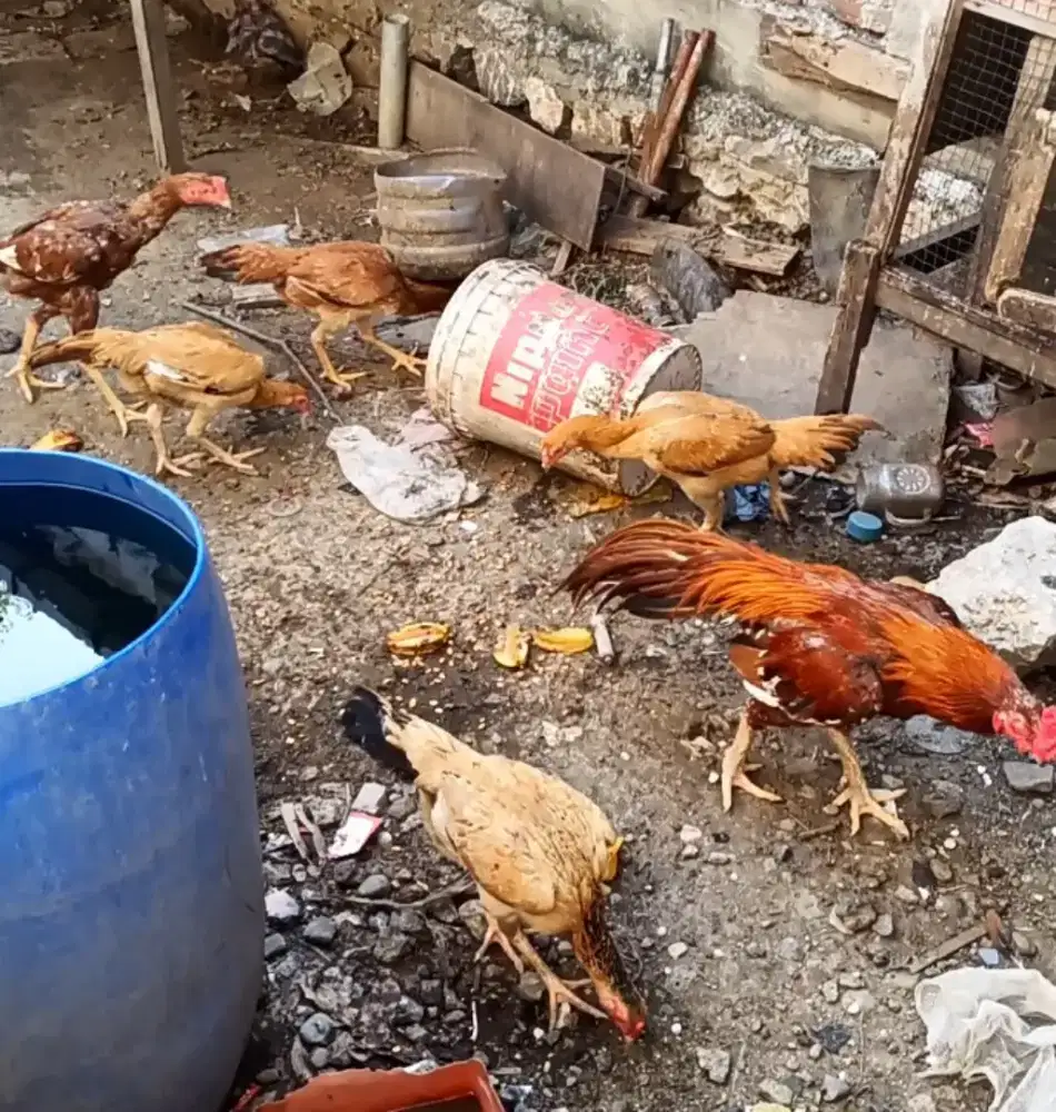 ayam ekor lidi jantan dan betina