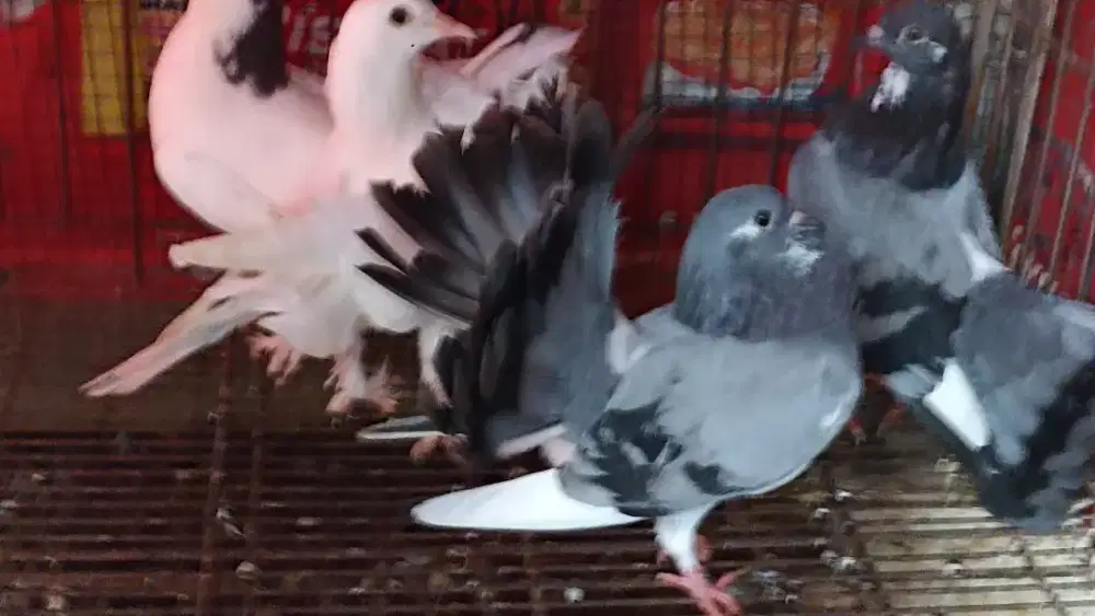 Dijual Merpati Kipas/hias