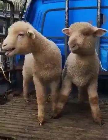 sepasang anakan domba hias merino super 4 bulanan exotik unik jinak ok