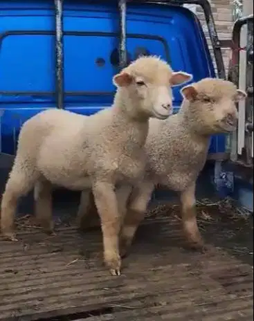 sepasang anakan domba hias merino super 4 bulanan exotik unik jinak ok