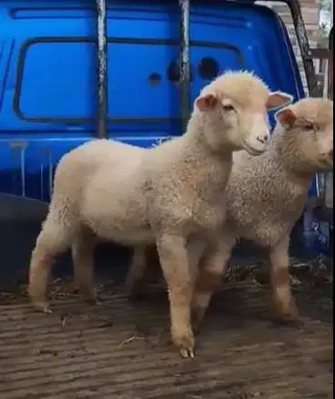 sepasang anakan domba hias merino superan 4 bulanan jinak lucu exotik