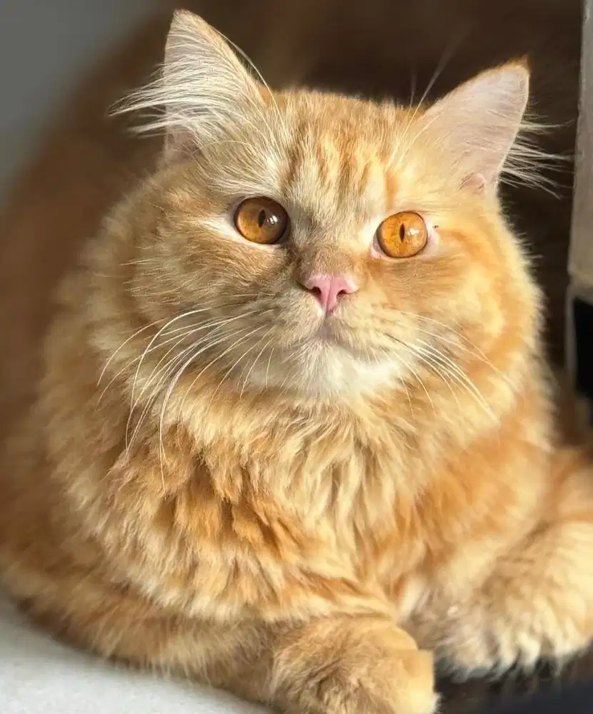 Adopsi kucing gratis (free adopt)