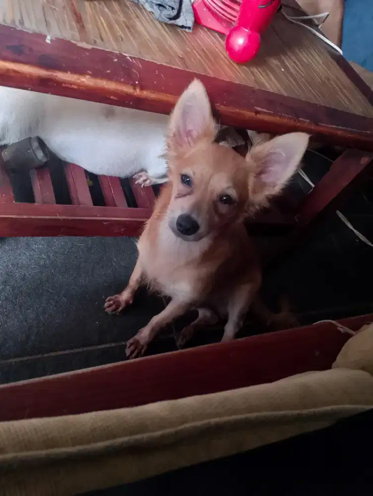 Open adop Dogi Ciwawa mix   udh faksin