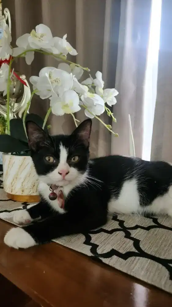 Kucing mix British shorthair scottish