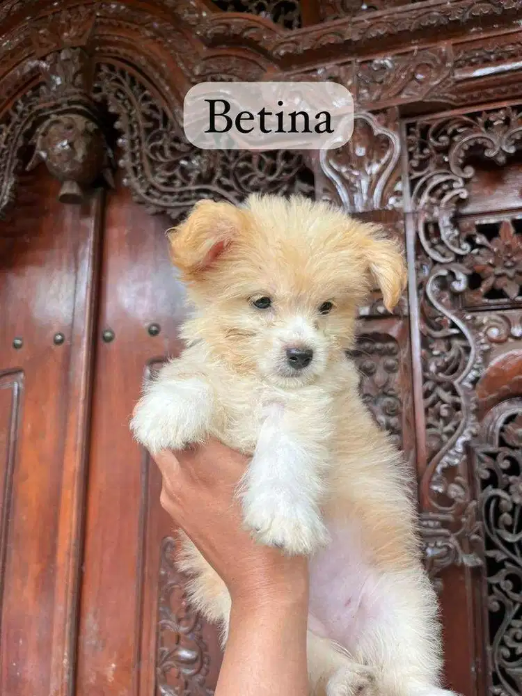 pom lucu jantan dan betina