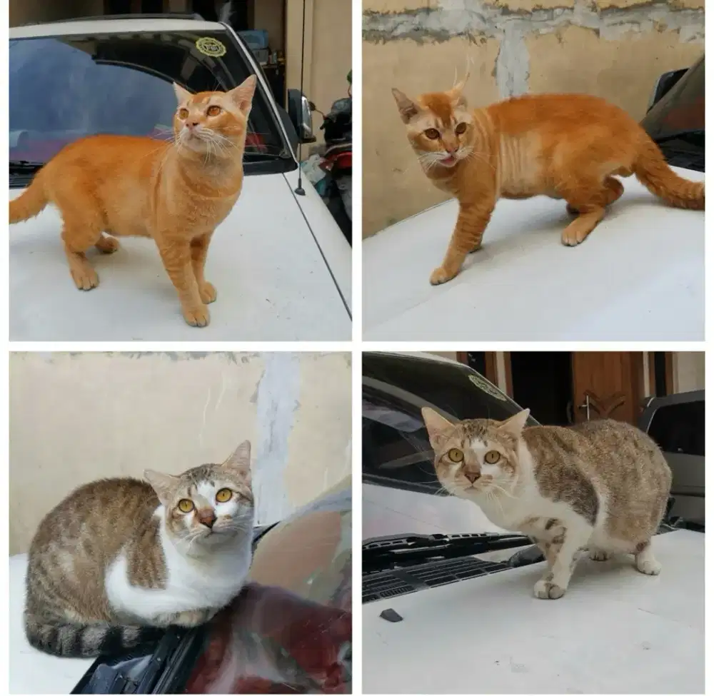 Kucing Munchkin NS mix