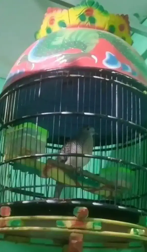 Perkutut crosing manggung