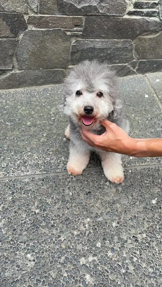 Poodle silver betina