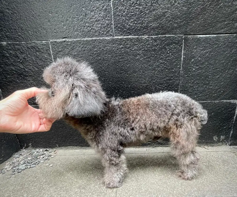 Poodle silver pendek