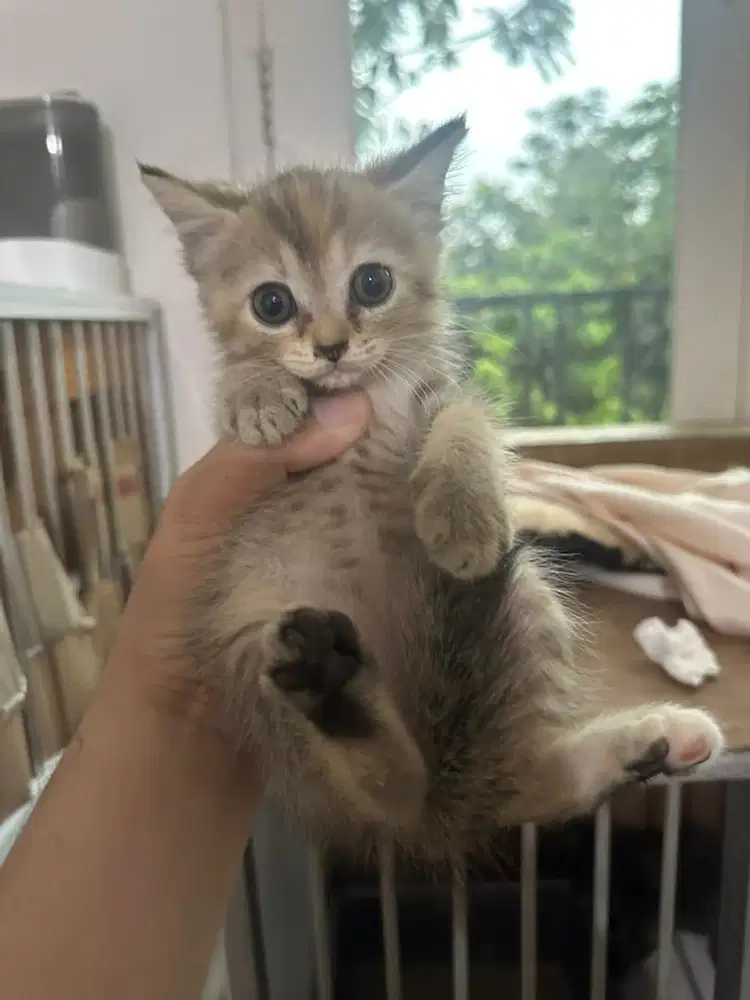 Kucing Kitten Persia Mixdom usia 2 bulan sehat lucu gembul