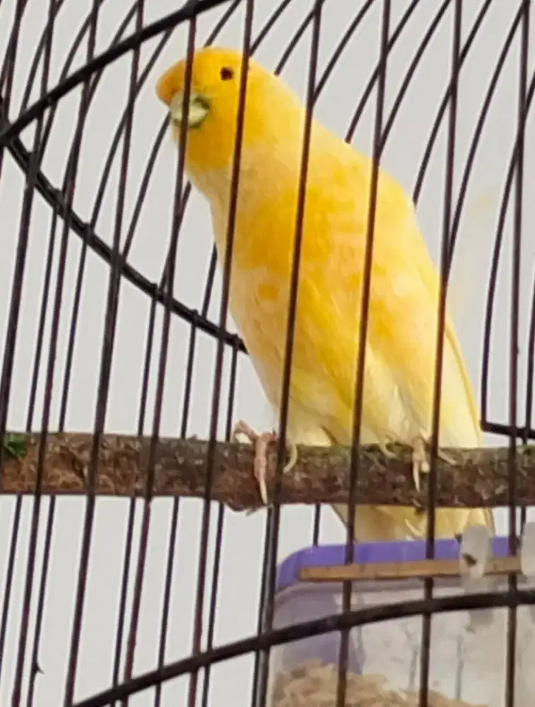 Dua burung kenari AF