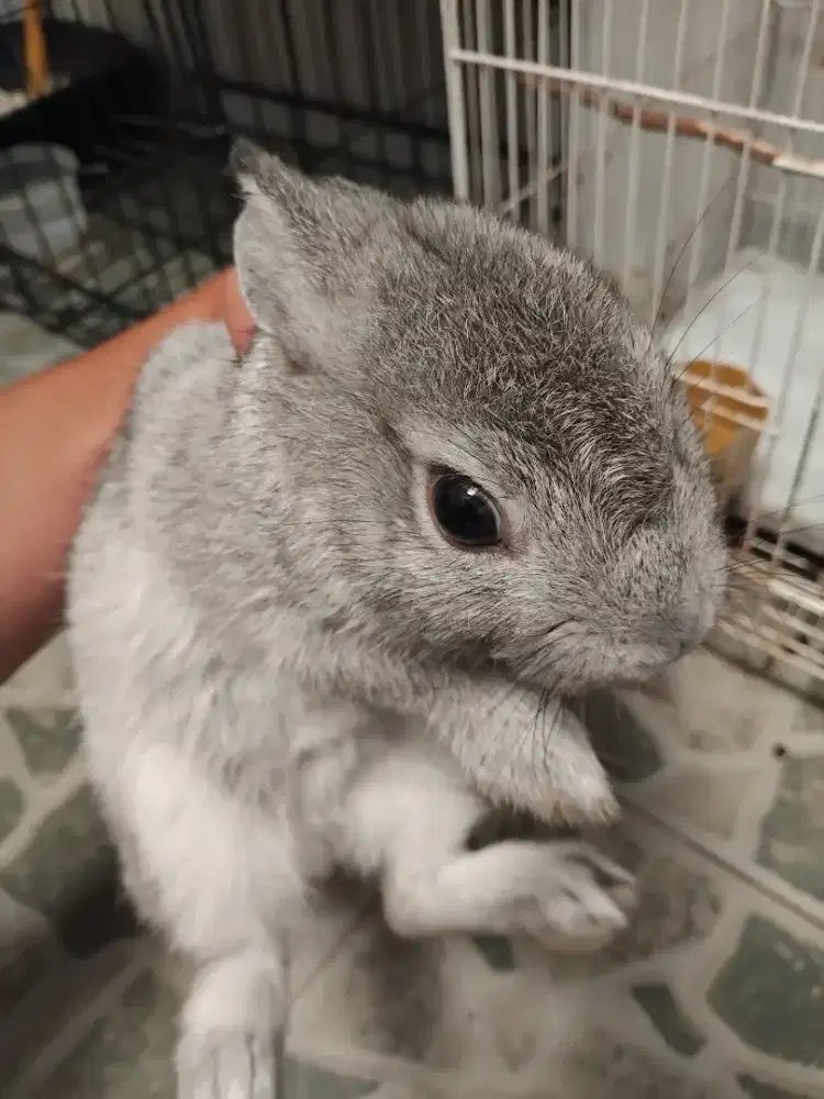 KELINCI NEDERLAND DWARF PAKET LENGKAP