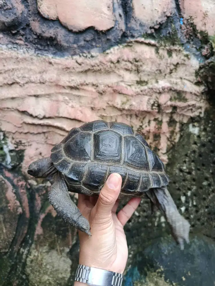Aldabra Jakarta (20 cm)