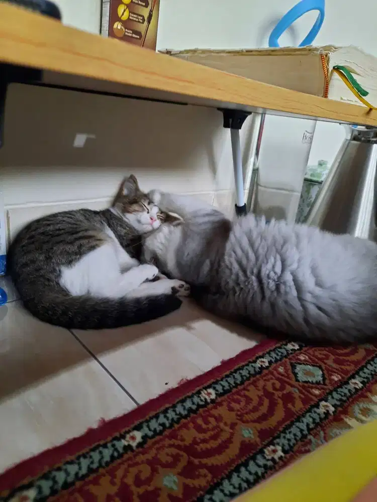 Pembantu rumah tangga menginap