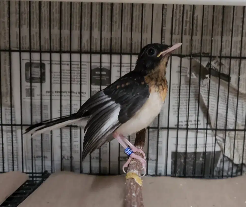 Murai Split Warna Paruh Putih Blorok