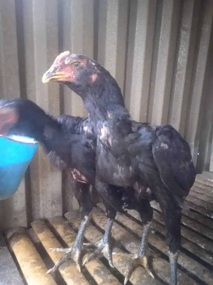 Ayam bangkok mangon 4 bulan