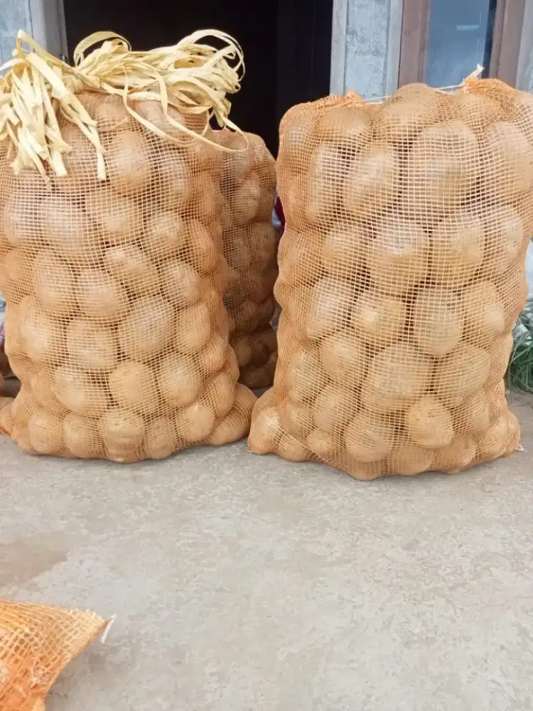 KENTANG DIENG ASLI WONOSOBO